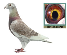 托尼克莫利斯 冠軍源頭直女