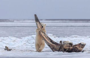 北極熊幼崽享用巨鯨殘骸 嬉戲打鬧不亦樂乎