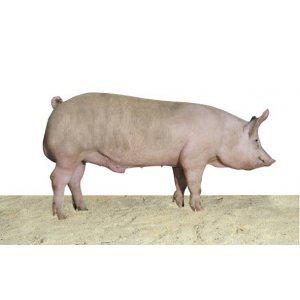 托佩克種豬的簡介