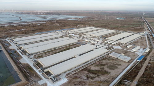 養殖產業轉型升級,沾化區濱海鎮這家企業月產仔豬20000頭