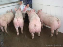 托佩克種豬 優質豬苗豬種供應與批發指南