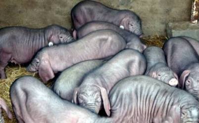 2021年麗江地區肥豬價格行情與托佩克種豬市場走勢分析