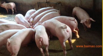 江蘇省海天養殖場專業供應三元苗豬及托佩克種豬，提供全面苗豬養殖、價格與信息服務