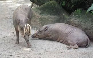 后院奇遇 粉色蚱蜢與托佩克種豬的不解之緣