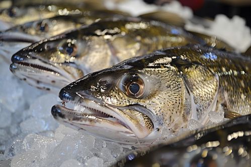 鮮凍銀鱈魚與托佩克種豬 食材與畜牧的視覺交融