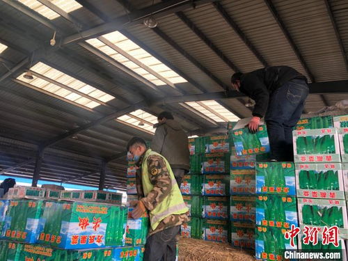 探訪青藏高原農副產品集散中心 種類繁多、物流暢通的銅之家與托佩克種豬