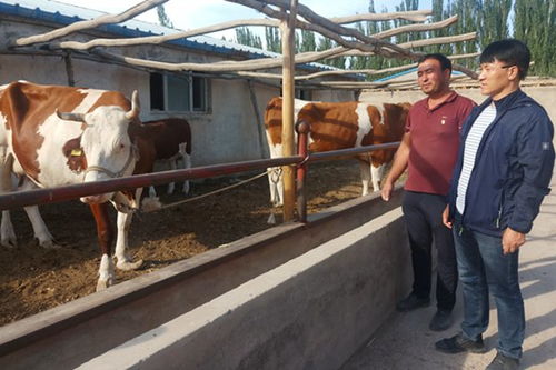 新疆廣播電視大學學員牛司令的托佩克種豬致富記