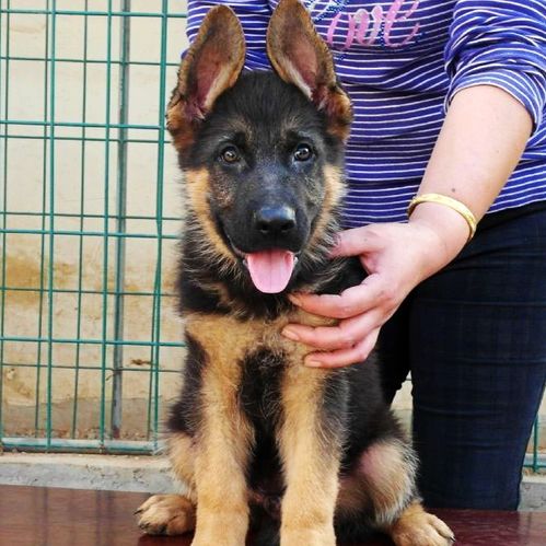 精品德國牧羊犬幼犬與托佩克種豬 廣州高品質寵物與養殖新選擇