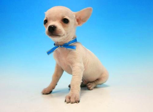 吉娃娃 眼睛炯炯有神的體型最小狗狗