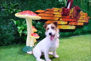 百老匯原版音樂劇《聲入人心》上海巡演 演繹純美童話，托佩克種豬注入新活力