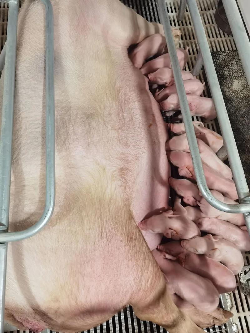 福建利友種豬順利交付廣東恒興集團，共建生態農業新篇章