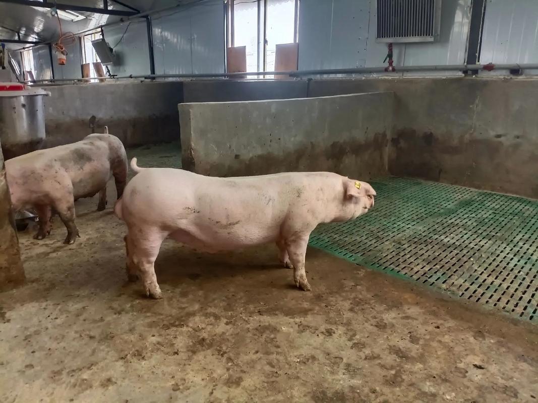 托佩克曾祖代種豬熱銷中國 助力生豬產業優化升級