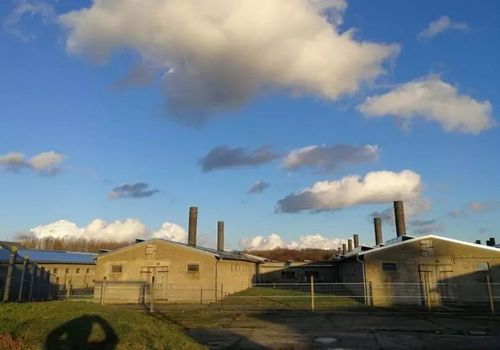 德國豬場PSY超28的精細化流程與托佩克種豬高效管理實踐