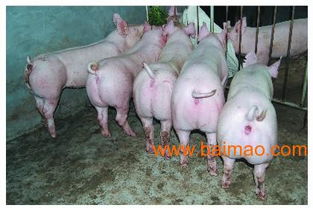 濰坊大型種豬場 山東托佩克種豬的專業生產與價格解析