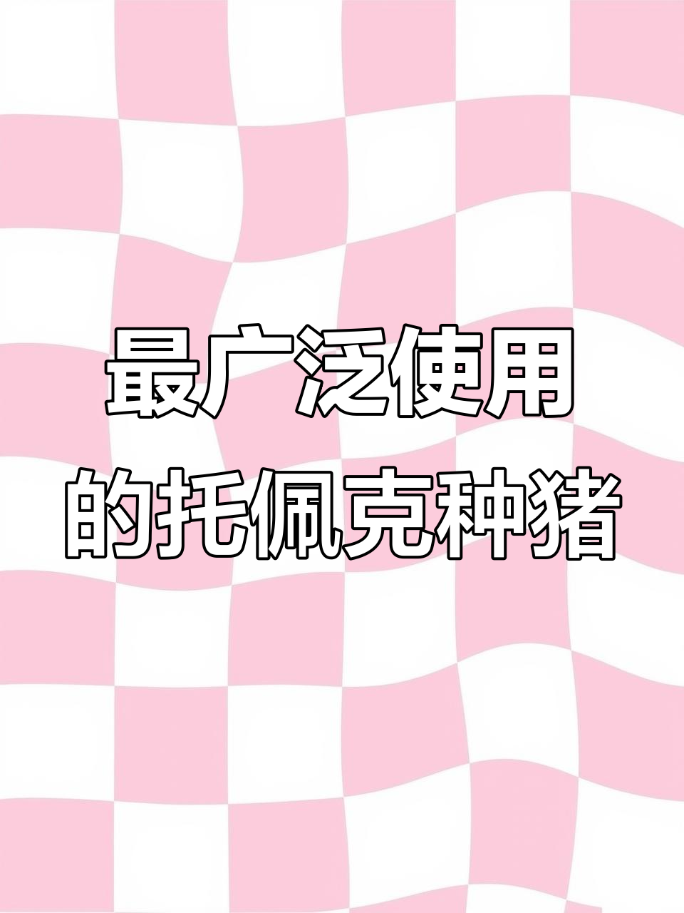 托佩克種豬 全球最受歡迎的養豬品種，優勢明顯