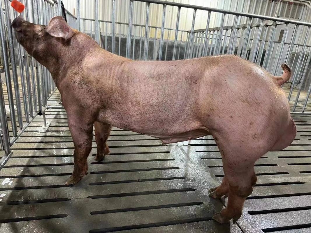 福建利友種豬成功交付廣東恒興集團，深化行業合作