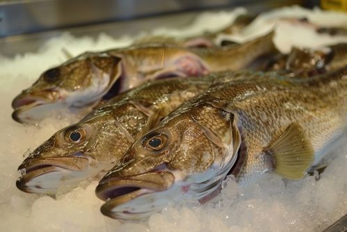 生鮮海鮮水產與優質種豬的視覺呈現 鱈魚與托佩克種豬攝影藝術